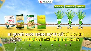 AgriJapan  Bí Quyết Nuôi Bông Bự từ cử đẻ nhánh trên các giống lúa ST25 Đài Thơm 8 amp OM34 [upl. by Neddra733]