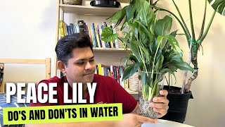 Dos and Donts of Peace Lily in Water  Peace Lily Care Tips in Water [upl. by Nangatrad]