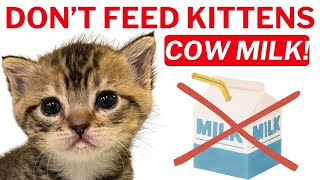 Dont Feed Kittens Cow Milk [upl. by Moitoso]