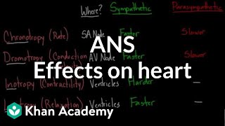 Autonomic nervous system effects on the heart  NCLEXRN  Khan Academy [upl. by Letty]