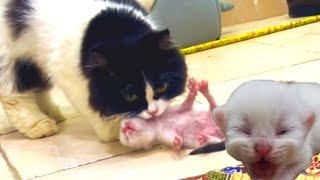 Kittens Meowing To Call Mom  Mother Cat Came To Claim Him [upl. by Alyk]