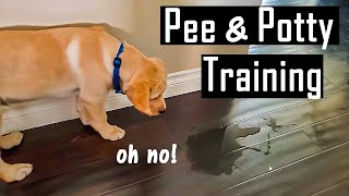 How to Pee and Potty Train your Puppy at Home  How I Did it You will Thank Me for This [upl. by Thistle]