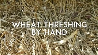 Wheat Threshing and Winnowing by Hand [upl. by Ahc]