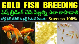 GOLD FISH BREEDING TELUGU [upl. by Arait]