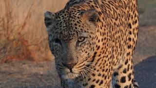 quotOne Eyequot Leopard seen close to Mopani camp on an early morning drive in The Kruger National Park [upl. by Derron]