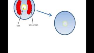 Lecture 15 Formation of a coelom [upl. by Lynnette]