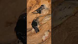 Silken Marvels Edible Nest Swiftlets Extraordinary Saliva Nests [upl. by Oshinski263]