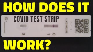 How a lateral flow test strip works kept simple [upl. by Charla]