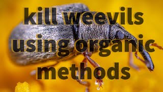 How to kill weevils without use of chemicals [upl. by Nreval]