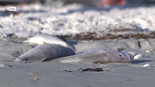 Red Tide costs Florida tourism economy billions according to UCF study [upl. by Ervin]