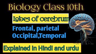 Unlocking the Brain Understanding the Four Lobes of the CerebrumquotExplained in Hindi and urdu [upl. by Acimad]