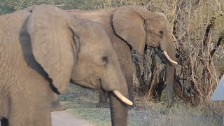 Pardes Shlomo Daily R Daniel Glatstein  Niflaos Habore Series Elephants [upl. by Elbam]