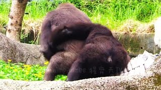 小J不要推偶啦😆🤣Silverback gorilla family interactionsDjeeco FamilyTayariJabaliIrikiRingo [upl. by Ydnic]