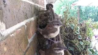 Carolina Wren Bird Family from birth to fledging [upl. by Suilienroc]