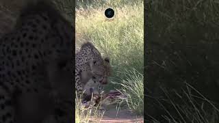 Cheetah Feasting in the Serengeti  Wildlife in Action wildlife safarisightings [upl. by Stalker]