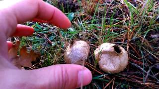 Lycoperdon perlatum Lanzamiento de esporas [upl. by Socrates]