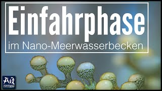 Die komplette Einfahrphase des Nano Meerwasser Algenbeckens  AquaOwner [upl. by Drucy]