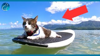 This Hawaiian Cat Loves Surfing With His Parents [upl. by Karlene]