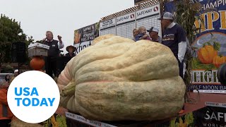 Teacher smashes US pumpkin record  USA TODAY [upl. by Aivato]