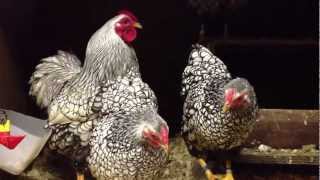 SILVER LACED WYANDOTTE BANTAMS FROM CHESHIRE POULTRY [upl. by Anelle]