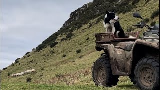 insanely talented border collie herding sheep on a mountain [upl. by Langston572]