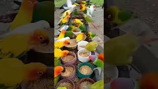 Parrot 🦜KrishnaAviary pets parrot macaw [upl. by Lenora873]