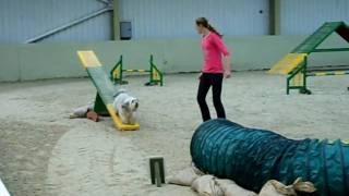 Pudsey agility at Barking Mad show 2009AVI [upl. by Nosduh546]