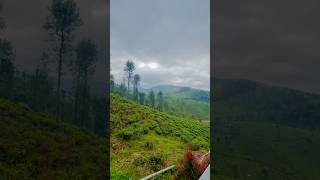 Wintel wild  valparai resort valparai [upl. by Ecydnak]