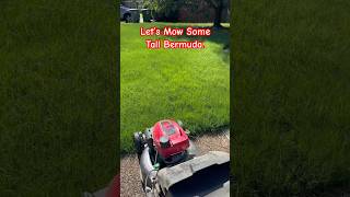 How do I Mow Tall Bermuda Grass with a Honda Lawnmower tallgrass mowing [upl. by Sudbury107]