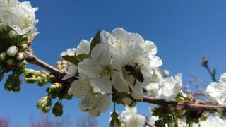 Bee Pollinate Cherry Flower 108060 [upl. by Orutra]