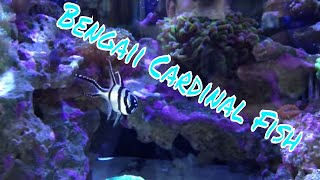 Bangaii Cardinalfish Care Guide [upl. by Gerick]