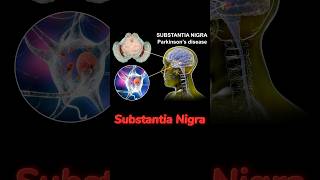 The Substantia Nigra is Key to Parkinsons Disease [upl. by Rafael328]