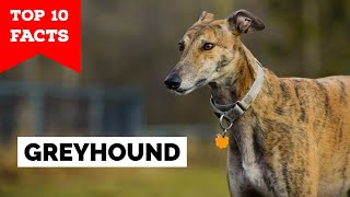 Greyhound  Top 10 Facts [upl. by Xylon367]