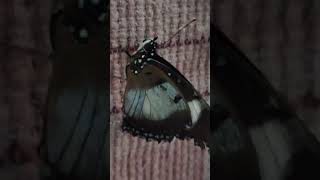 Beautiful butterfly 🦋🦋🦋Chaudhari Sahab [upl. by Waine567]