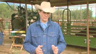 Cattle Handling Tips  Sorting [upl. by Lareneg]