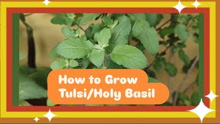 How to Grow TulsiHoly Basil Plant from Seeds [upl. by Nylhtac]