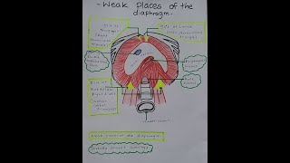 Anatomy of the Diaphragm and diaphragmatic hernias [upl. by Eniwtna]