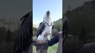 Vulture swallows big bone whole 😳🤯  🎥 Viralhog [upl. by Yartnoed]