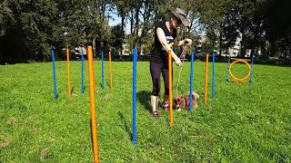 Agility  slalommen met je hond en [upl. by Ramah571]