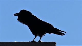 13 Amazing Raven Calls amp Sounds ♫  Dance [upl. by Daveen]