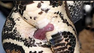 Wow Its Amazing  How to Snake Mating  Snake giving birth  Snake Eyes [upl. by Rivi837]