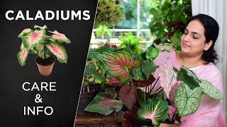 Caladium Plant Care amp Info  All you need to know indoorplants caladiums plantcare [upl. by Rivi]