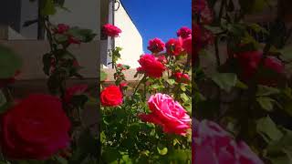 Preciosas rosas bailando con el viento rosas loverose rosales ytshorts [upl. by Hubble]