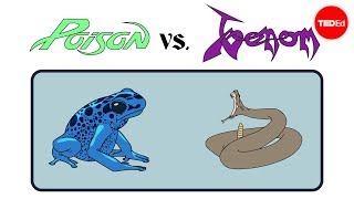 Poison vs venom Whats the difference  Rose Eveleth [upl. by Lihas]