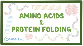 Amino acids and protein folding [upl. by Piscatelli]