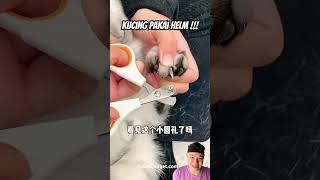 Kucing pakai helm cat apliances pets utensilssmarthome cute funny cutecat [upl. by Bea]