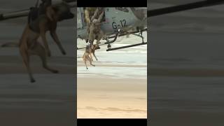 Dogtraining protection malinoislovers army germanshepherd malinois pets k9 [upl. by Osmen112]