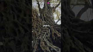 Meet Methuselah The 4800YearOld Tree [upl. by Reed]