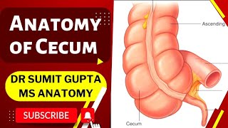 CECUM  ANATOMY [upl. by Prudy753]