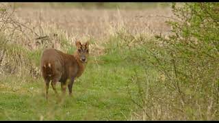 Muntjac deer at Harrington Airfield Northants [upl. by Tidwell819]